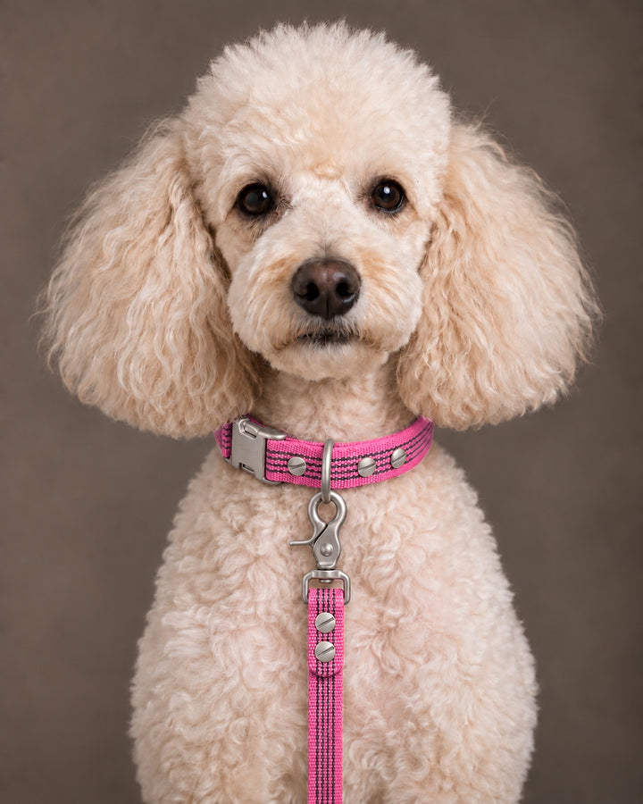 Leash BASIC, Pink / Stainless Steel, kutyán