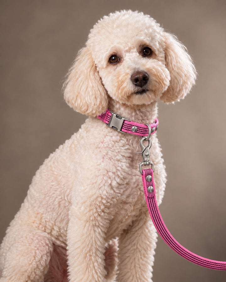 Leash BASIC, Pink / Stainless Steel, kutyán