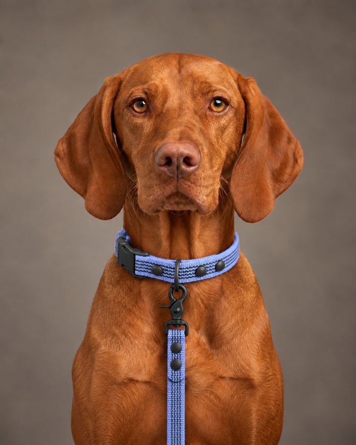Leash BASIC, Purple / Black, kutyán