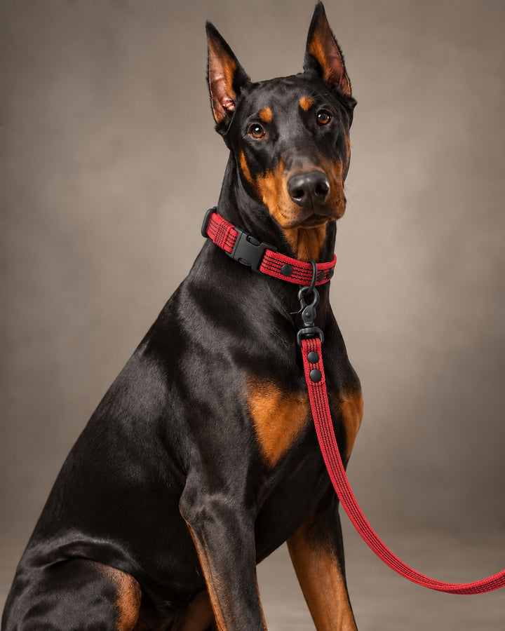 Leash BASIC, Red / Black, kutyán