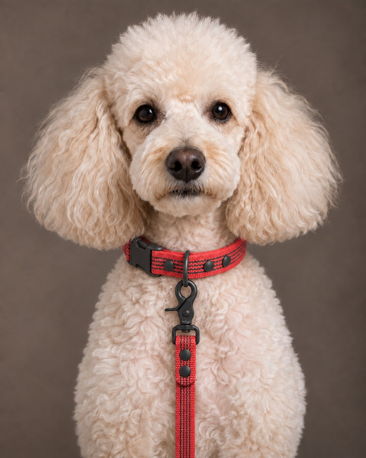 Leash BASIC, Red / Black, kutyán