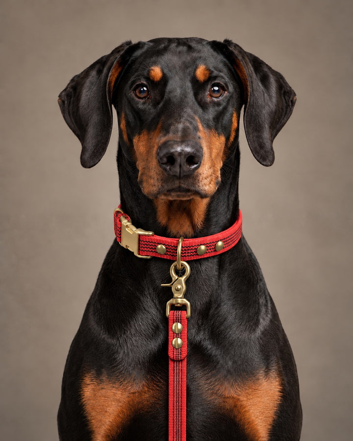 Leash BASIC, Red / Brass, kutyán