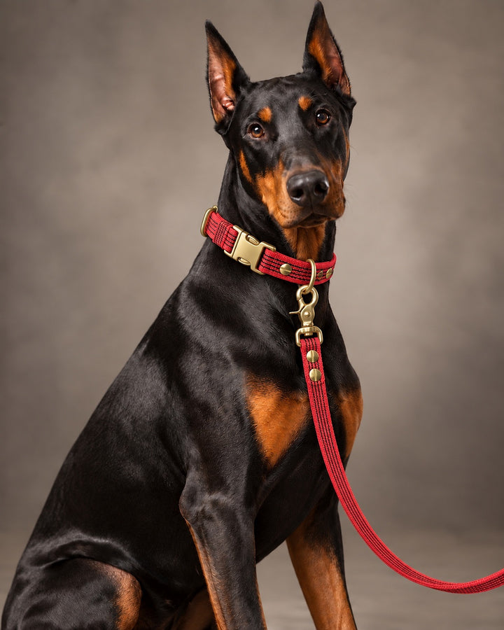 Leash BASIC, Red / Brass, kutyán