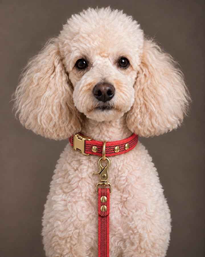 Leash BASIC, Red / Brass, kutyán