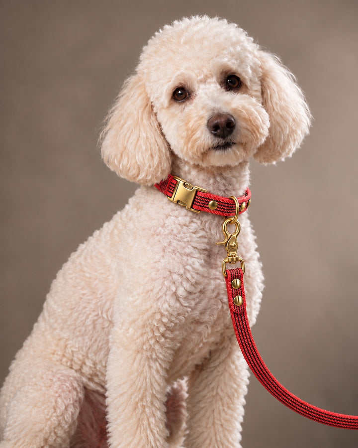 Leash BASIC, Red / Brass, kutyán
