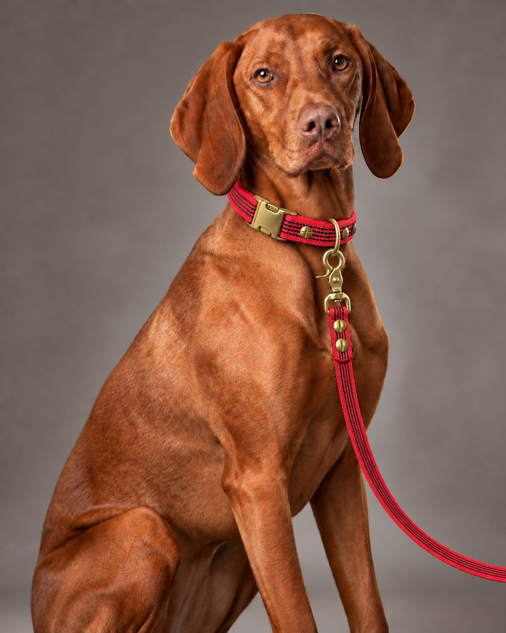 Leash BASIC, Red / Brass, kutyán