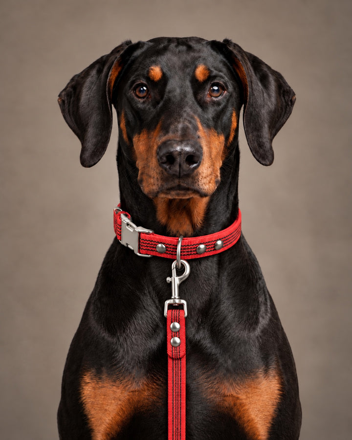 Leash BASIC, Red / Silver, kutyán