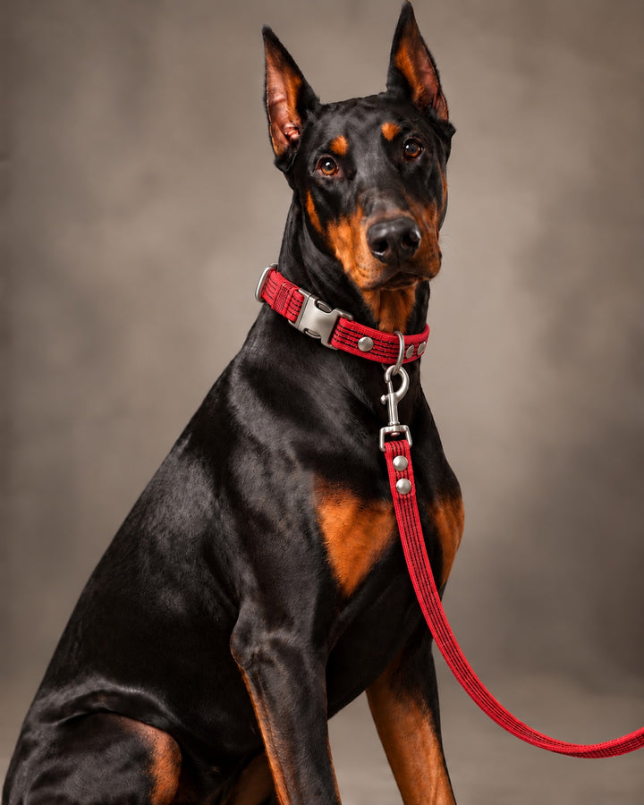 Leash BASIC, Red / Silver, kutyán