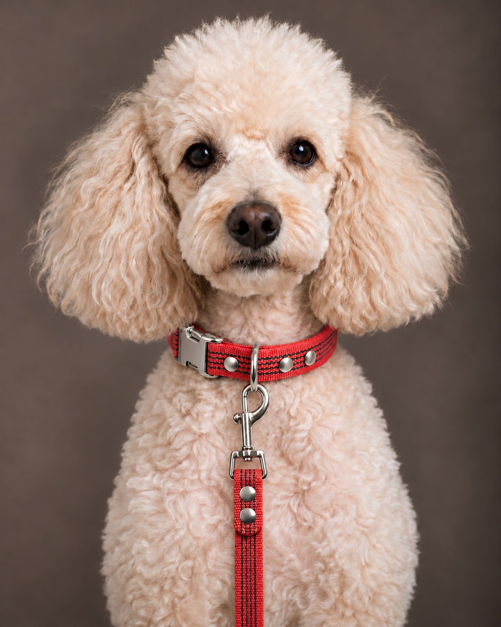 Leash BASIC, Red / Silver, kutyán