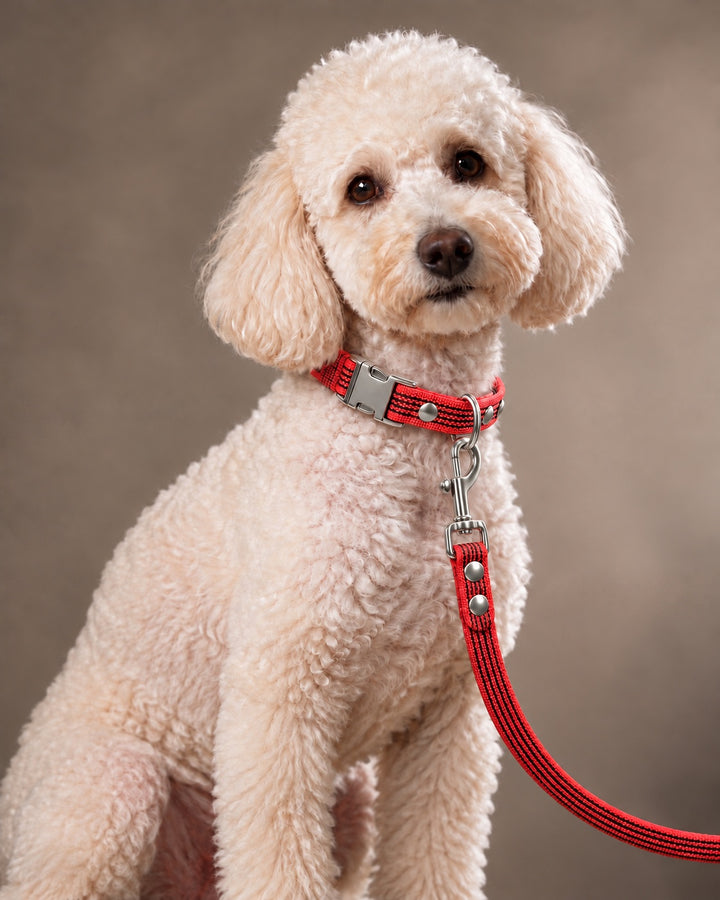 Leash BASIC, Red / Silver, kutyán
