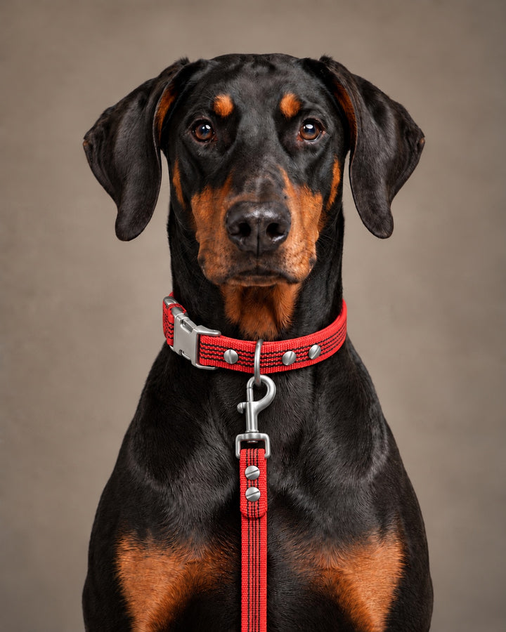 Leash BASIC, Red / Stainless Steel, kutyán