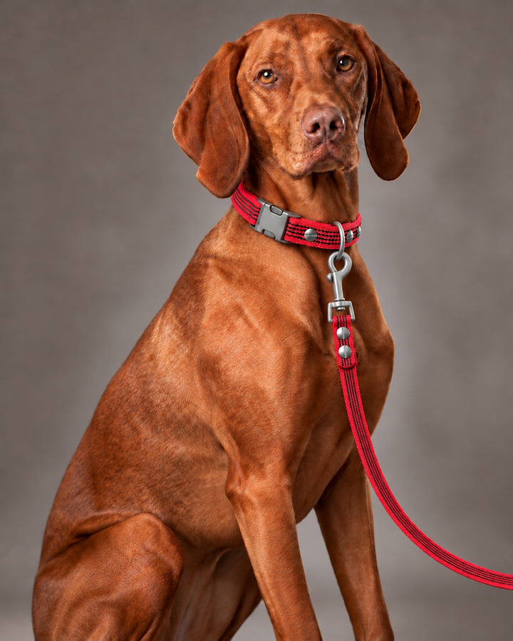 Leash BASIC, Red / Stainless Steel, kutyán