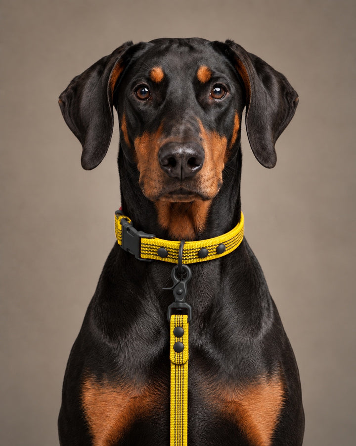 Leash BASIC, Yellow / Black, kutyán