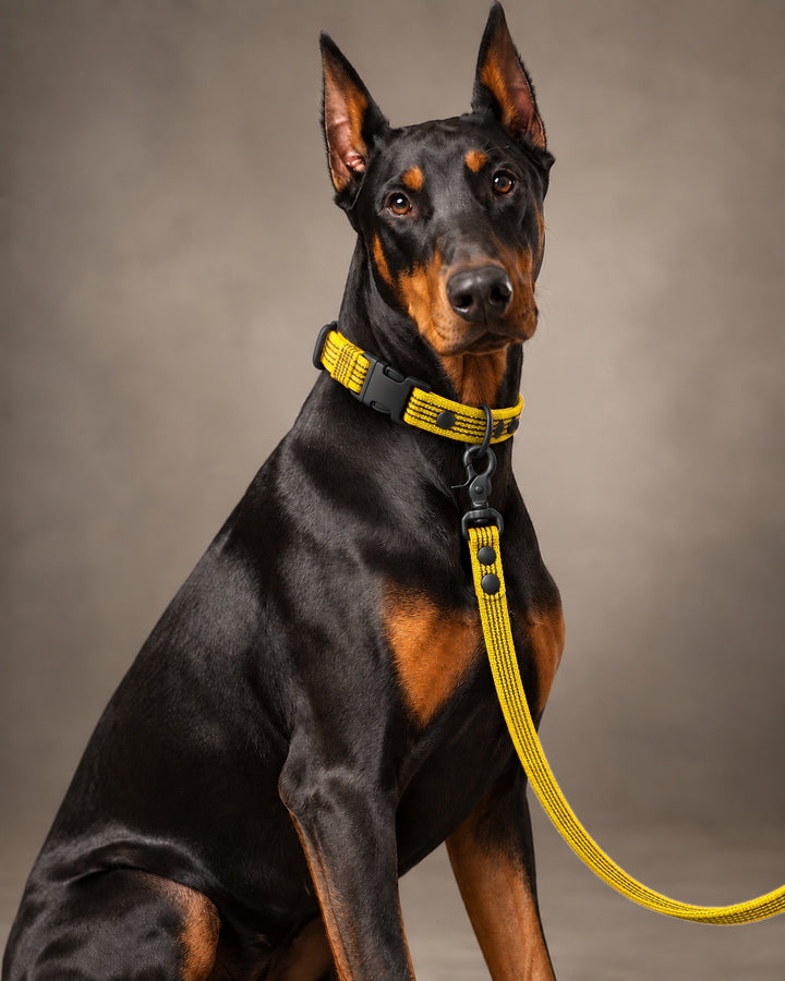 Leash BASIC, Yellow / Black, kutyán