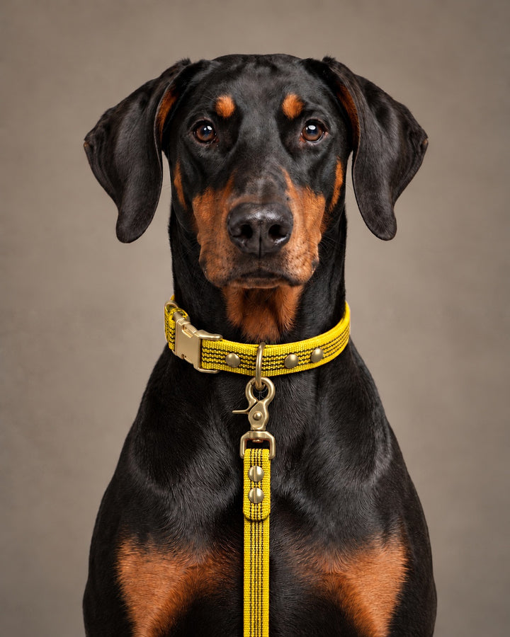Leash BASIC, Yellow / Brass, kutyán