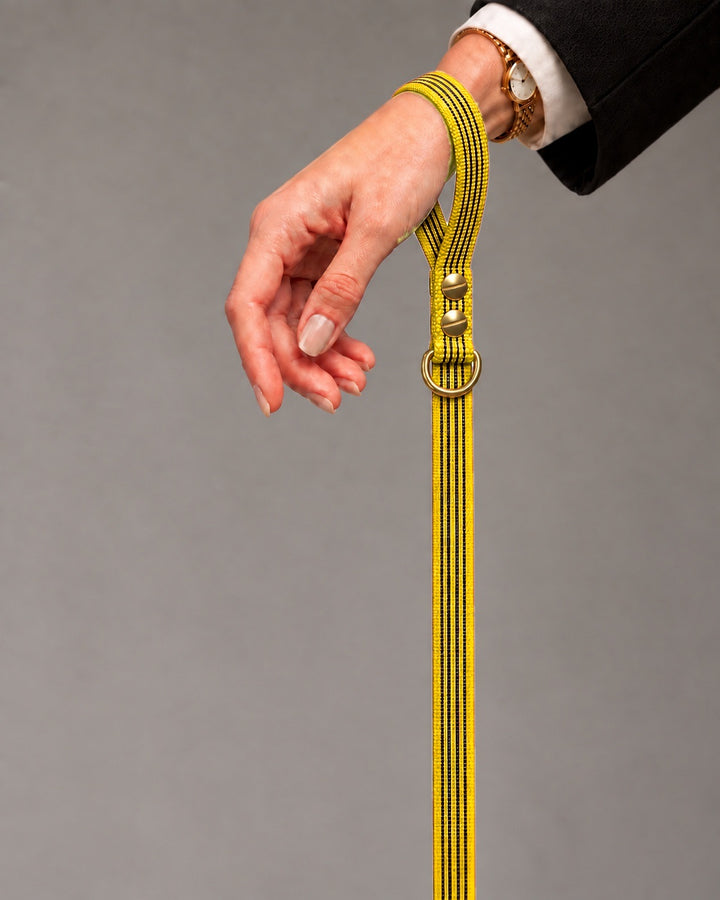 Leash BASIC, Yellow / Brass, kutyán