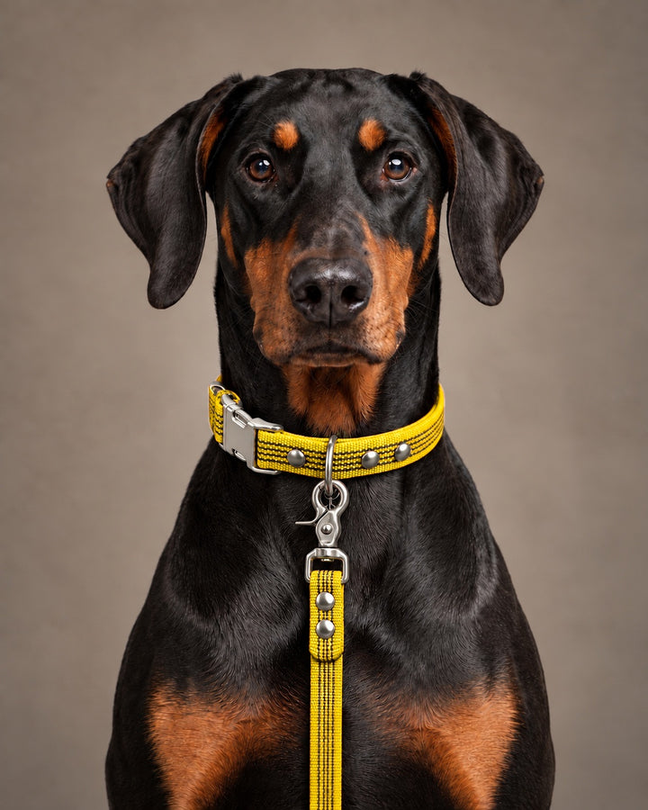 Leash BASIC, Yellow / Silver, kutyán