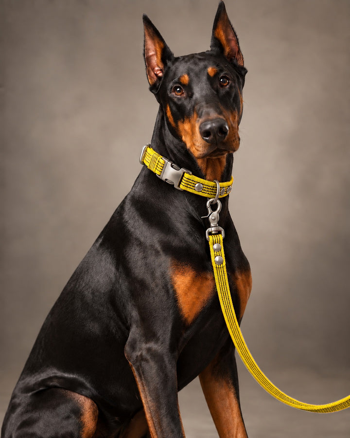 Leash BASIC, Yellow / Silver, kutyán