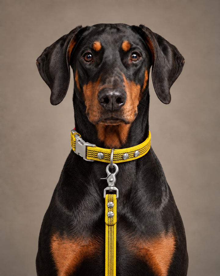 Leash BASIC, Yellow / Stainless Steel, kutyán