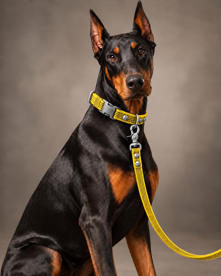 Leash BASIC, Yellow / Stainless Steel, kutyán