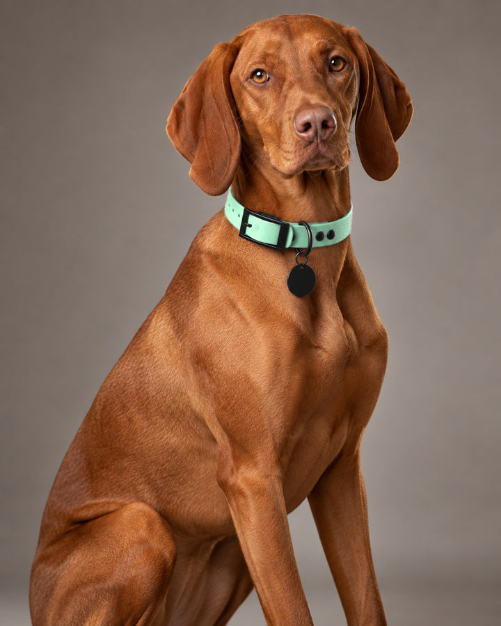 Collar MONO, Caribbean Green / Black, kutyán