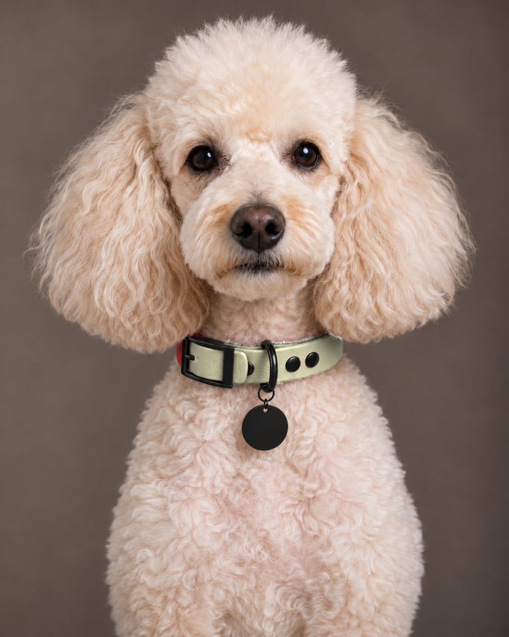 Collar MONO, Khaki / Black, kutyán