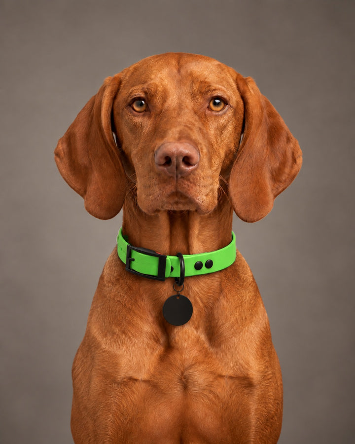 Collar MONO, Neon Green / Black, kutyán