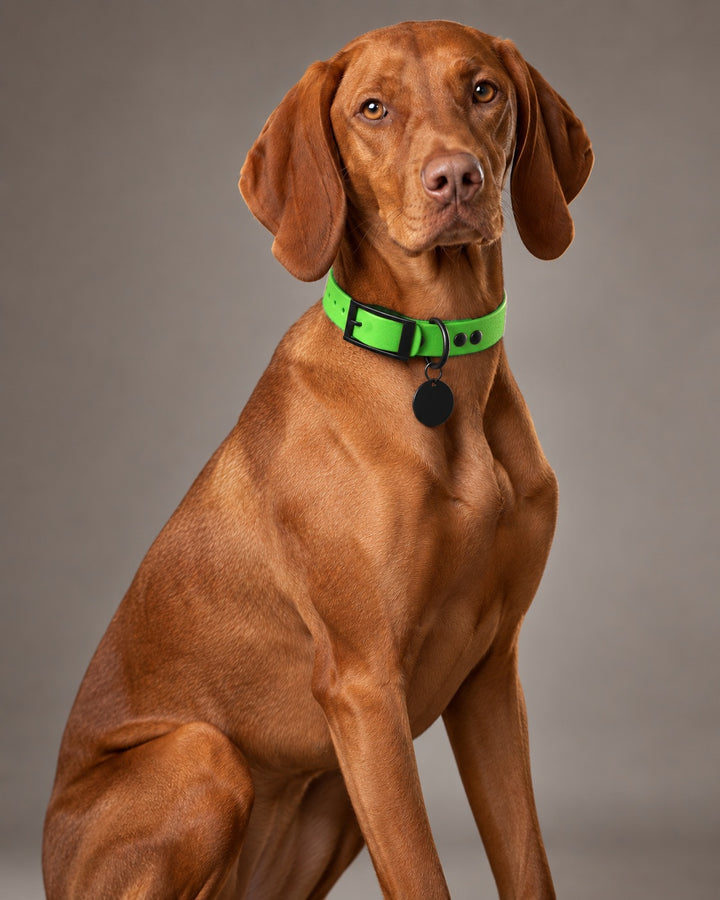 Collar MONO, Neon Green / Black, kutyán