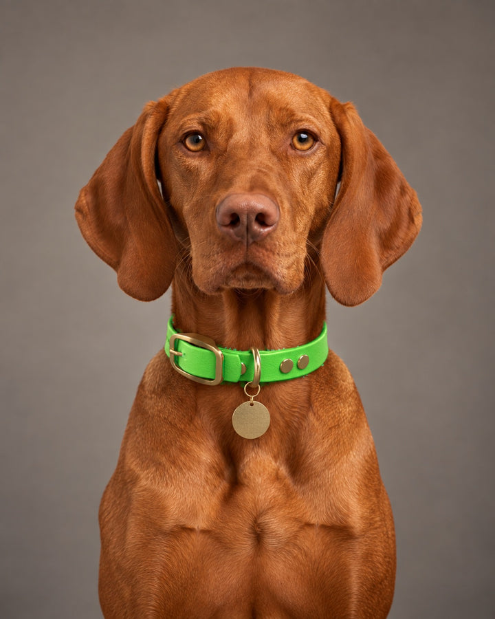 Collar MONO, Neon Green / Brass, kutyán