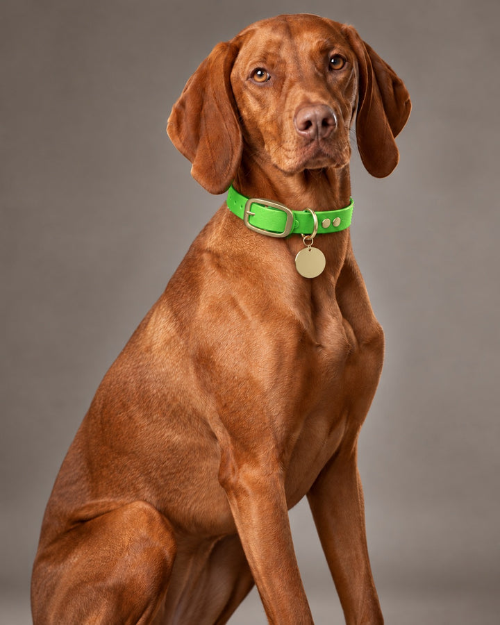 Collar MONO, Neon Green / Brass, kutyán