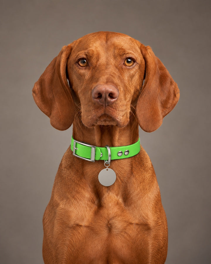 Collar MONO, Neon Green / Silver, kutyán
