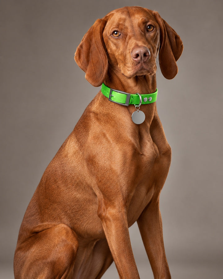 Collar MONO, Neon Green / Silver, kutyán