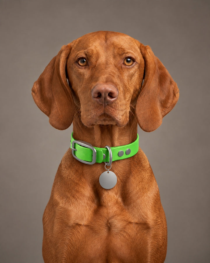 Collar MONO, Neon Green / Stainless Steel, kutyán