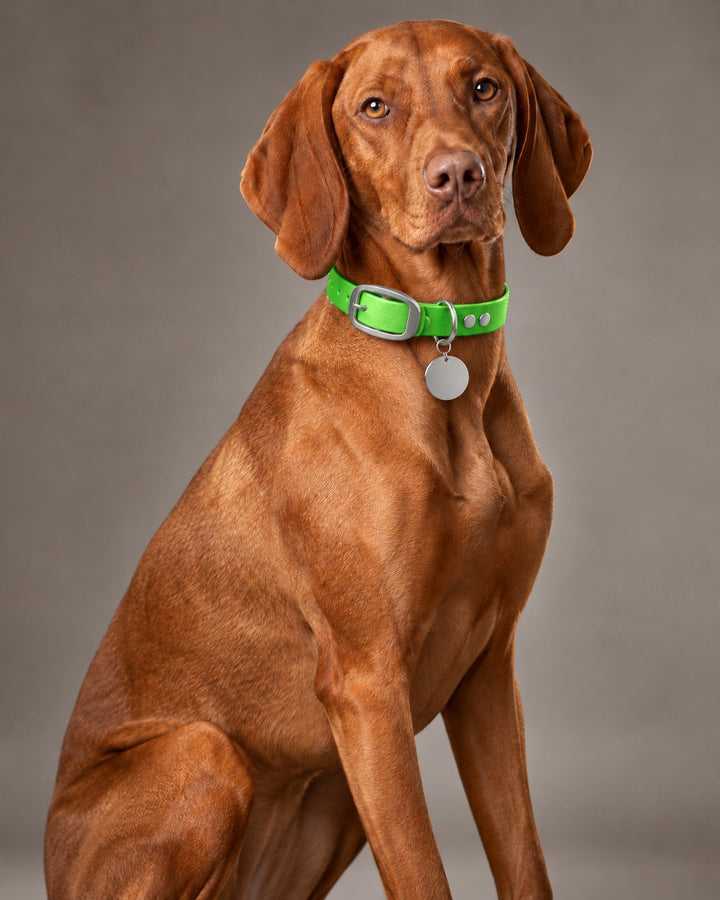 Collar MONO, Neon Green / Stainless Steel, kutyán
