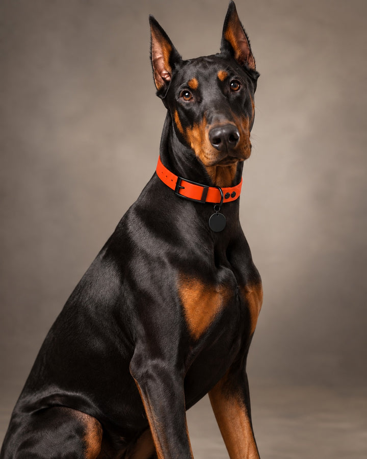 Collar MONO, Neon Orange / Black, kutyán