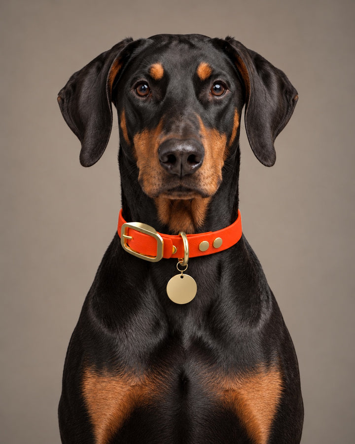 Collar MONO, Neon Orange / Brass, kutyán