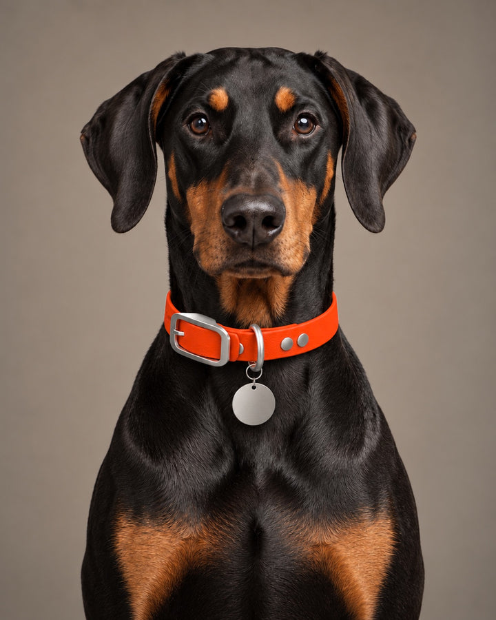 Collar MONO, Neon Orange / Stainless Steel, kutyán