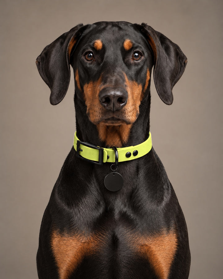 Collar MONO, Neon Yellow / Black, kutyán