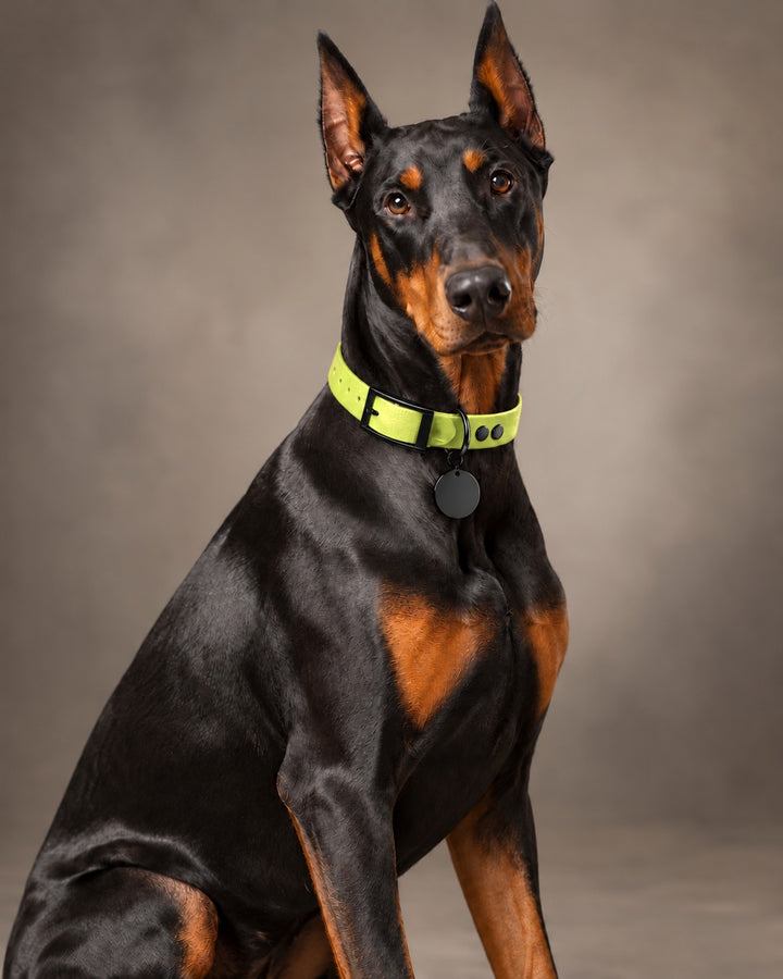 Collar MONO, Neon Yellow / Black, kutyán