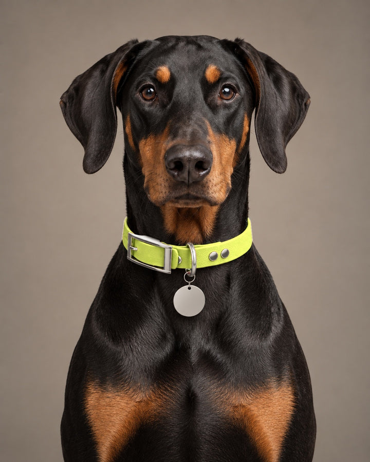 Collar MONO, Neon Yellow / Silver, kutyán