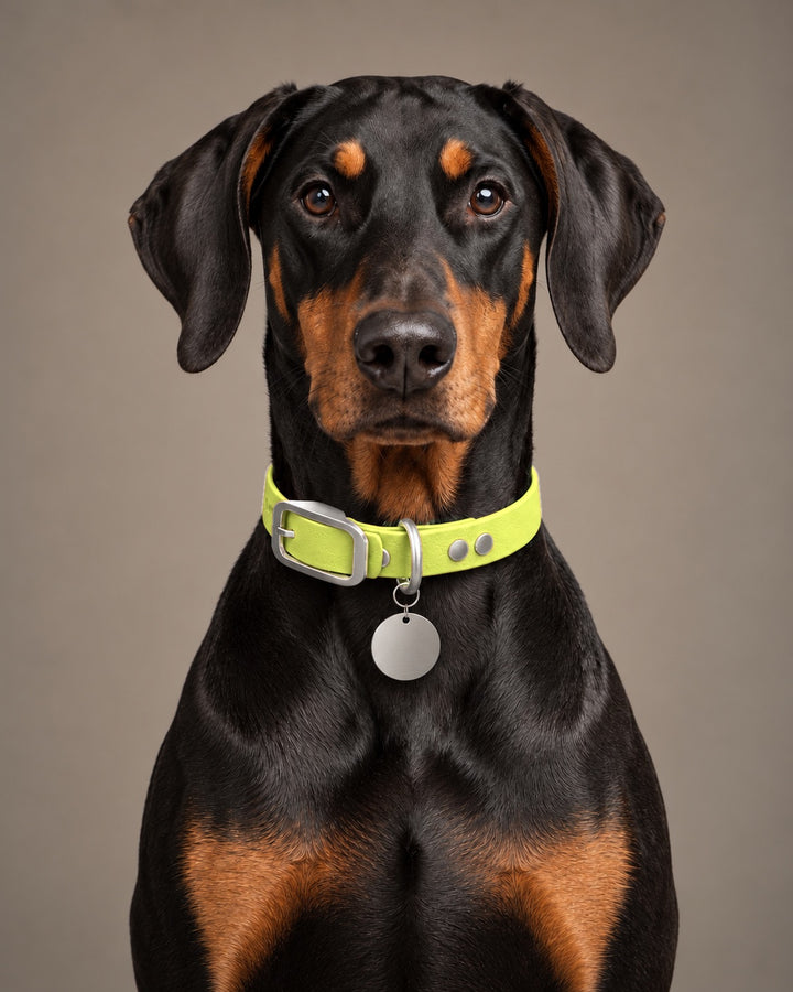 Collar MONO, Neon Yellow / Stainless Steel, kutyán