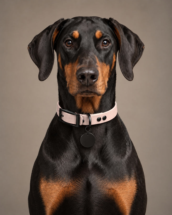 Collar MONO, Pastel Pink / Black, kutyán