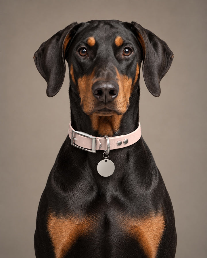Collar MONO, Pastel Pink / Silver, kutyán