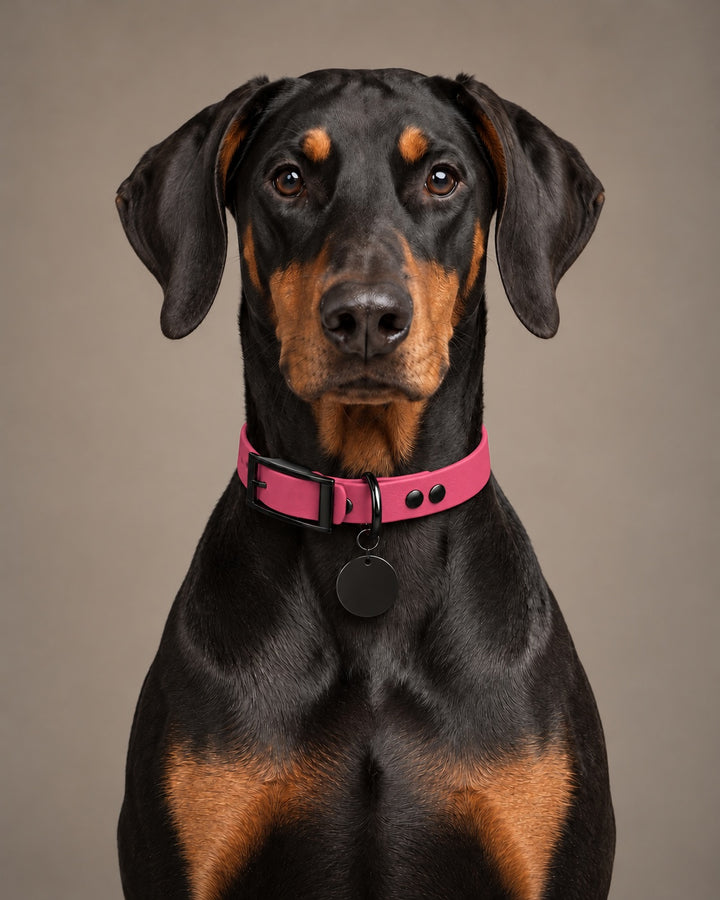 Collar MONO, Pink / Black, kutyán