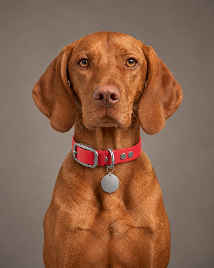 Collar MONO, Red / Stainless Steel, kutyán
