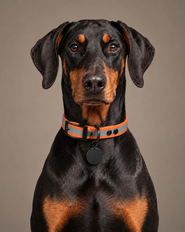 Collar MONO, Reflective-Orange / Black, kutyán