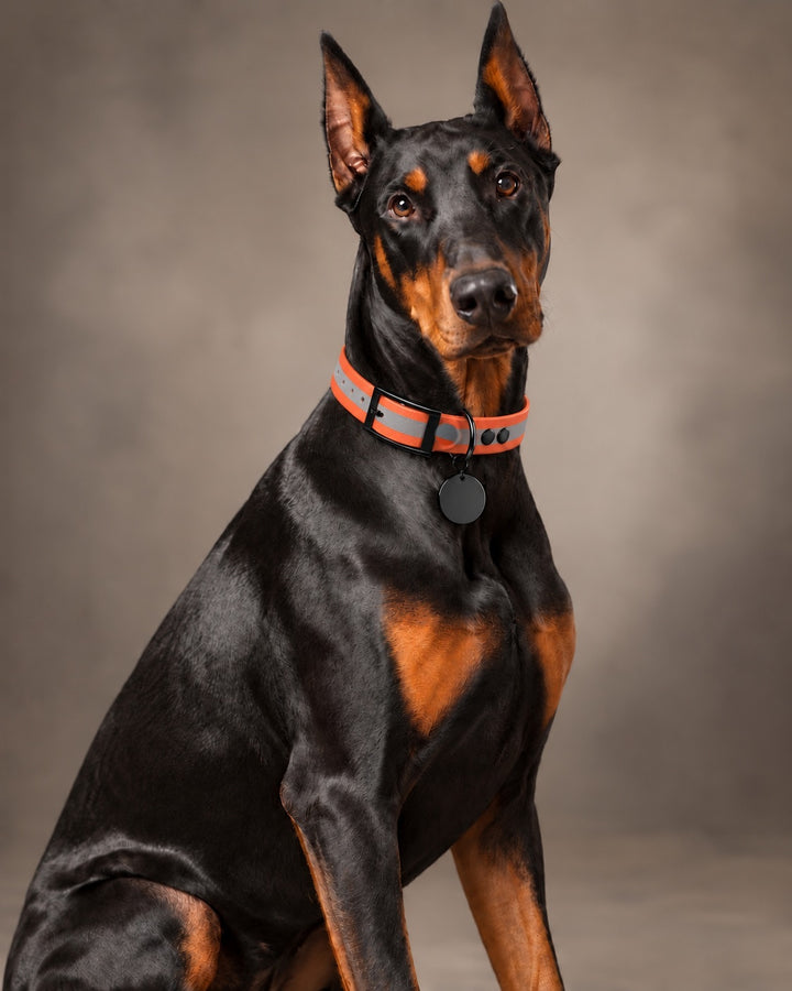 Collar MONO, Reflective-Orange / Black, kutyán