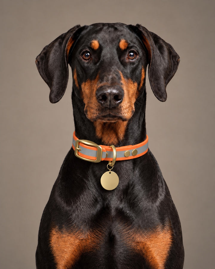 Collar MONO, Reflective-Orange / Brass, kutyán