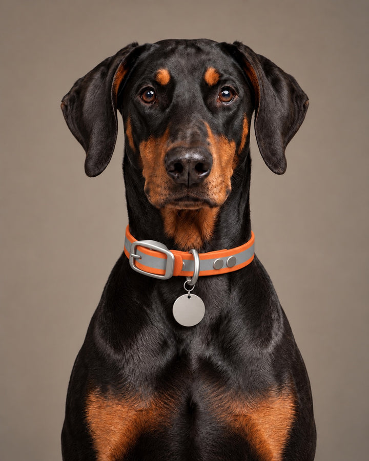 Collar MONO, Reflective-Orange / Stainless Steel, kutyán
