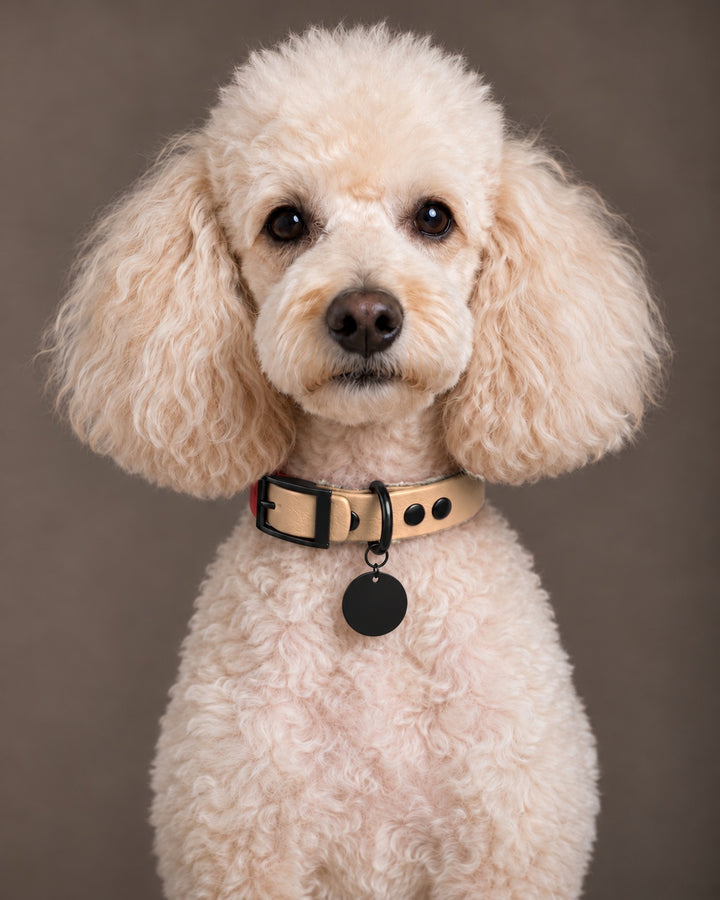 Collar MONO, Saddle Tan / Black, kutyán